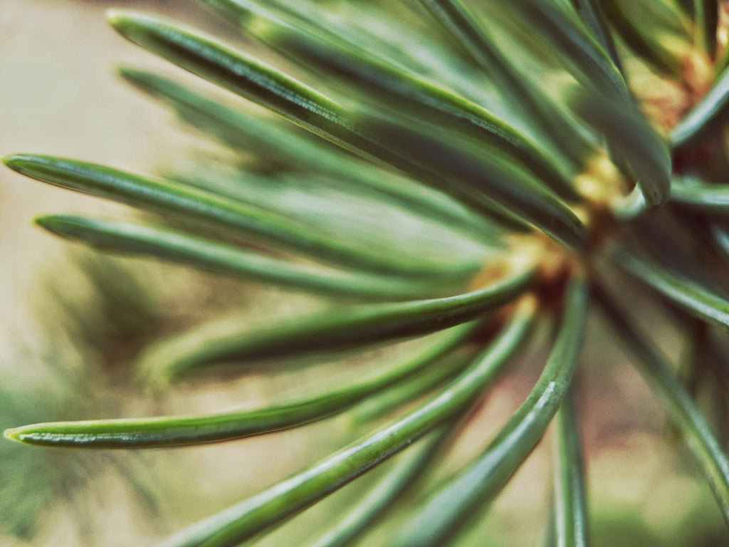 What is Pine Needle Tea?
