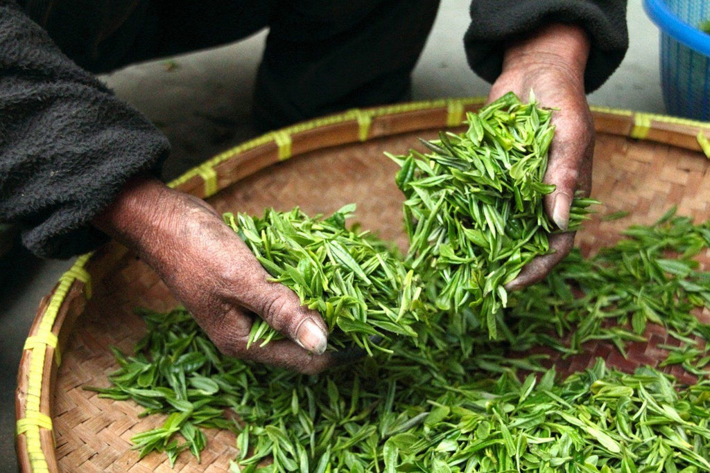 What is Green Tea?