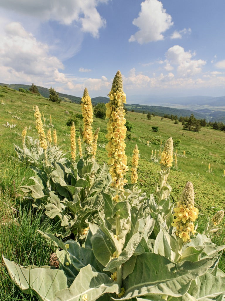 Mullein Leaves