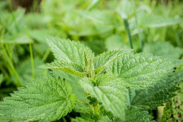 Study Reveals the Health Benefits of Nettle Tea