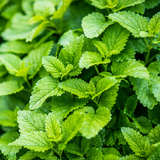 Lemon Balm Organic ~ Melissa officinalis