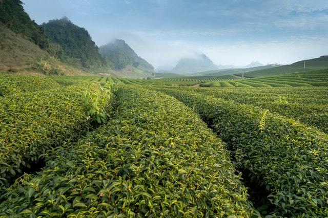 Chinese Tea Producers Hit by the Coronavirus Crisis