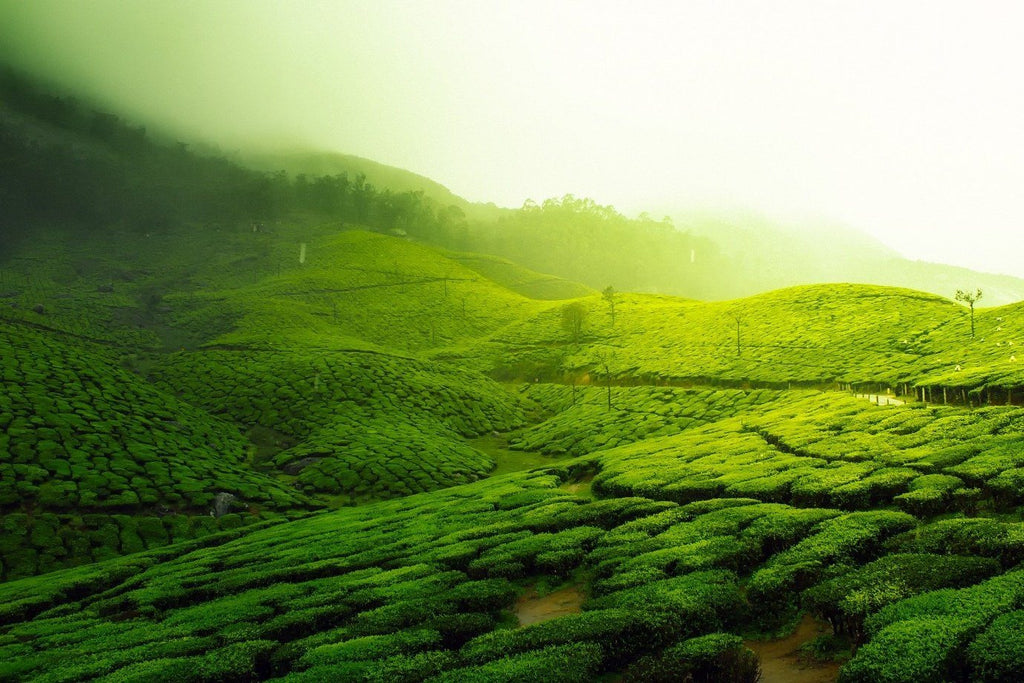 How Tea is Made. From Plant to Cup.