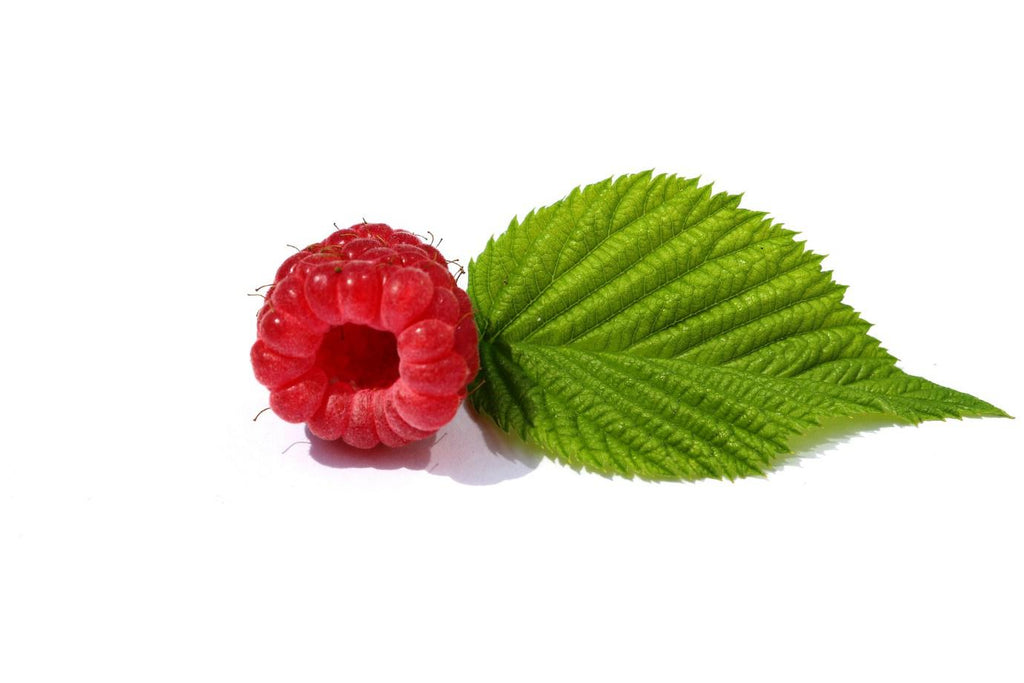 What is Organic Raspberry Leaf Tea?